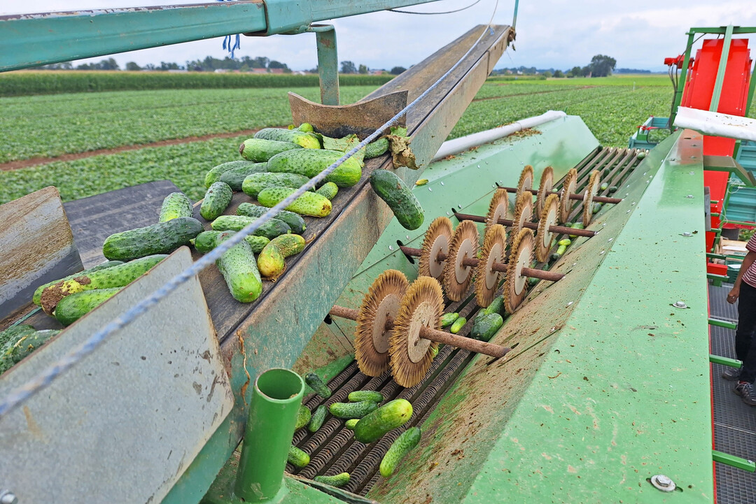 Mit einer speziellen Sortiermaschine werden Kaliber und Ertrag der gepr�ften Einlegegurken direkt auf dem Feld erfasst.