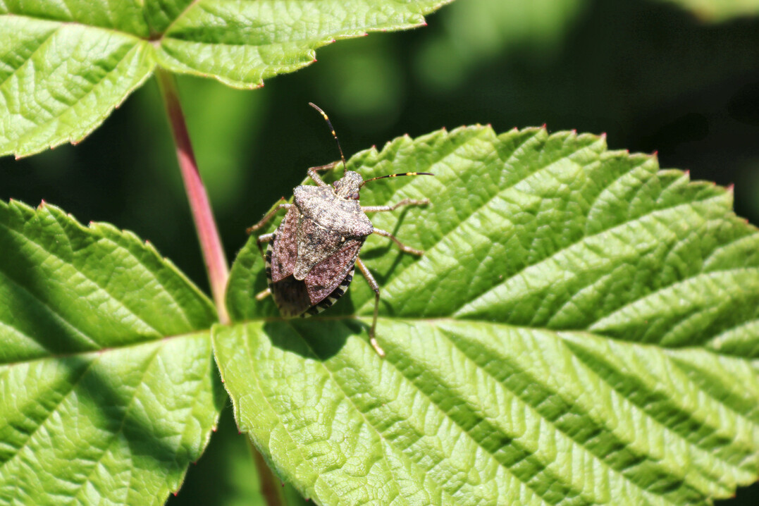 Die Marmorierte Baumwanze 
<i>Halyomorpha halys</i>
 ist eine invasive Art, welche den Obst- und Gem�seanbau bedroht.