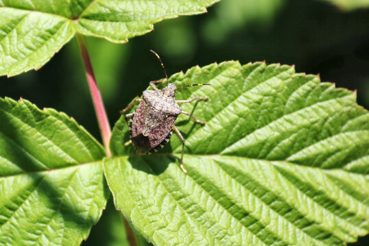 Die Marmorierte Baumwanze 
<i>Halyomorpha halys</i>
 ist eine invasive Art, welche den Obst- und Gem�seanbau bedroht.