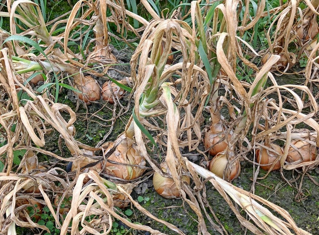 Nach einem Befall mit 
<i>Stemphylium</i>
 spp. k�nnen die Blattr�hren innerhalb kurzer Zeit gro�fl�chig absterben.