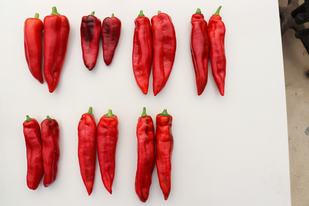 In K�ln-Auweiler wurden �ber mehrere Jahre rote Spitzpaprika getestet. Die Fr�chte der sieben Sorten auf einen Blick: �Corno Rosso�, �Pantos�, �Cooper� F1, �Xaro� (oberer Reihe von links), �Palermo� F1, �Palermo Redmond� F1 und �Palermo Ramsey� F1 (untere Reihe von links).