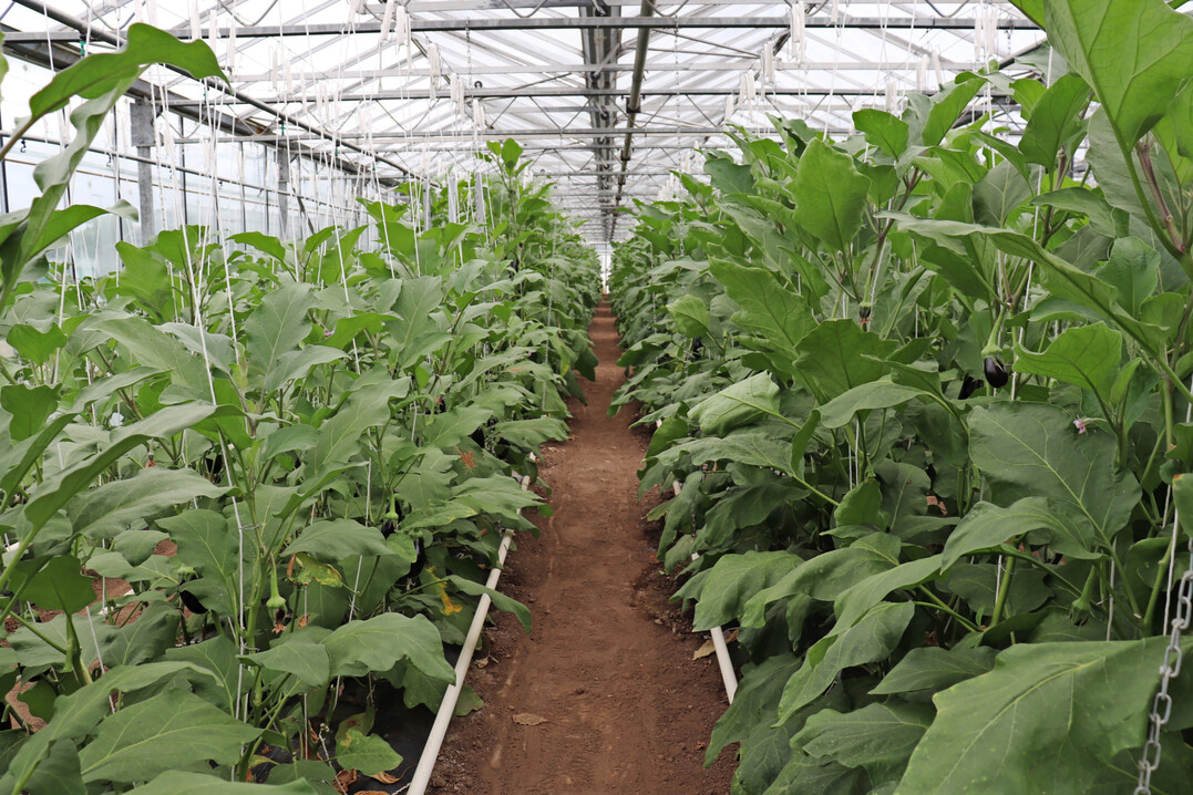 Auberginenbestand am 22.?Juli?2024. Links unveredelt, rechts auf 
<i>Solanum?torvum</i>
-Unterlage.