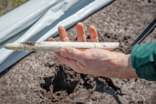In Niedersachsen hat die Spargelernte begonnen. Mit steigenden Temperaturen sind wachsende Erntemengen zu erwarten. 