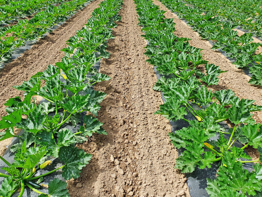 Typischer Zucchinianbau mit Mulchfolie und Tropfbew�sserung.