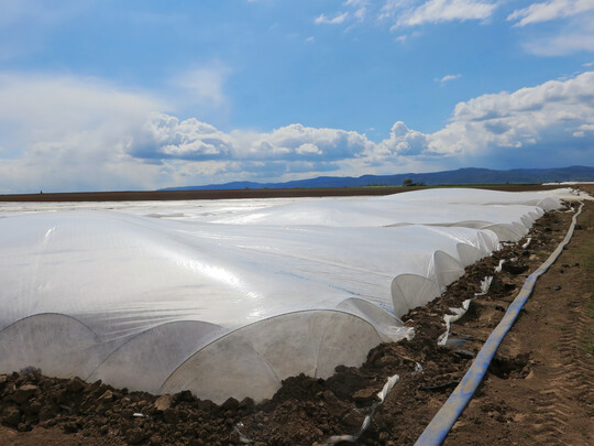 Zur Verfr�hung k�nnen Zucchini zum Beispiel bis Mitte Mai im Kleintunnel angebaut werden.