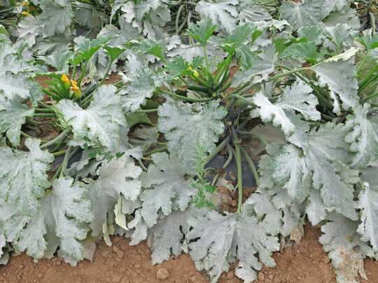 Starker Befall mit Echtem Mehltau tritt h�ufig im Sp�tsommer und Herbst auf.