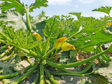 Die m�nnlichen (lang gestielt) und weiblichen Bl�ten (mit verdicktem Fruchtknoten) der Zucchini entstehen abh�ngig von Temperatur und Lichteinfl�ssen.