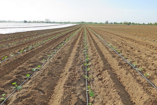 Die Furchenpflanzung mit Tropfbew�sserung und einfacher oder doppelter Deckung ist weniger arbeitsintensiv als ein Anbau im Kleintunnel, bringt aber ebenfalls Verfr�hungseffekte.