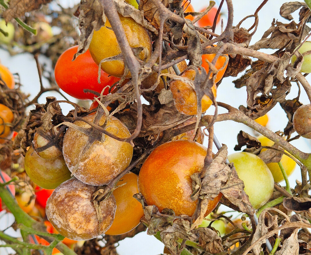 Kraut- und Braunf�ule (
<i>Phytophthora infestans</i>
) kann die Tomatenernte zunichtemachen.