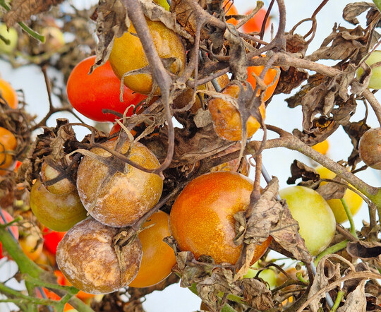 Kraut- und Braunf�ule (
<i>Phytophthora infestans</i>
) kann die Tomatenernte zunichtemachen.