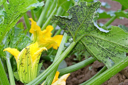 Grüne Gurkenläuse auf Blüten und Blattunterseite von Zucchinipflanzen können erhebliche Schäden verursachen.
