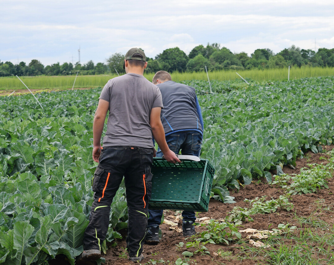 Der Jahresbericht der Initiative „Faire Landarbeit“ pauschalisiert erneut Einzelfälle von Missständen im Umgang mit Saisonarbeitern in der Landwirtschaft.