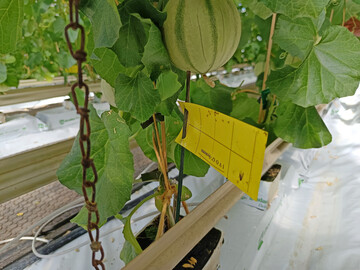 Gelbtafeln manuell auszuwerten k�nnte bald der Vergangenheit angeh�ren (siehe Bild). Zumindest f�r den Topfpflanzenbereich gibt es mit dem Smart-Checkpot nun einen vielversprechenden Prototypen zur innovativen, KI-gest�tzten Sch�dlings�berwachung.