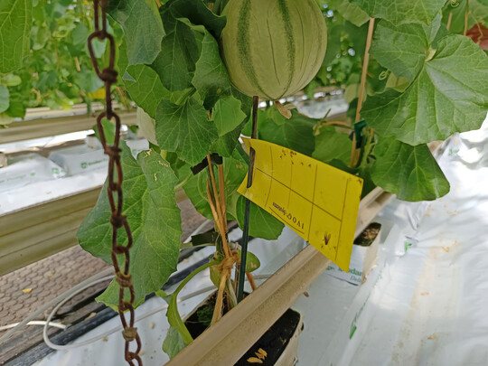 Gelbtafeln manuell auszuwerten k�nnte bald der Vergangenheit angeh�ren (siehe Bild). Zumindest f�r den Topfpflanzenbereich gibt es mit dem Smart-Checkpot nun einen vielversprechenden Prototypen zur innovativen, KI-gest�tzten Sch�dlings�berwachung.