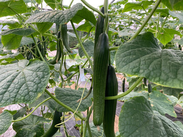 Rund 70.400 t Salatgurken wurden 2025 in Deutschland produziert.