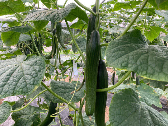 Rund 70.400 t Salatgurken wurden 2025 in Deutschland produziert.