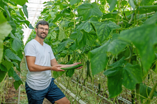 Max Meissner produziert Gurken, Tomaten, Paprika und Auberginen f�r Alnatura. Er ist der gr��te deutsche Bio-Fruchtgem�selieferant der Kette.