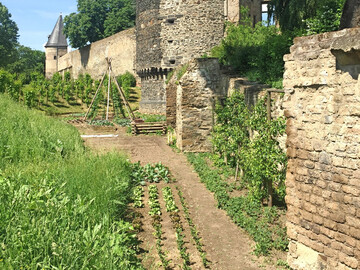 Impression aus der �Essbaren Stadt� Andernach. 
Beete entlang der Stadtmauer.