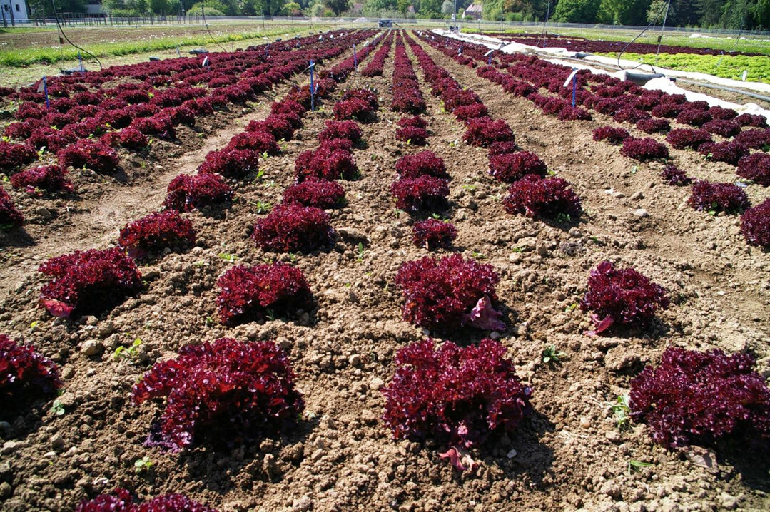Viele Gemüsekulturen wie zum Beispiel Lollo-Rosso-Salat haben einen hohen Stickstoffbedarf. Eine über das noch zu entwickelnde N-Phone berechnete passgenaue Düngeempfehlung vor Ort könnte zukünftig eine Überdüngung vermeiden und den Nitratgehalt im Grundwasser verringern.