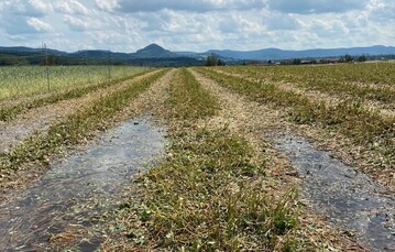 Erdbeeren in den Landkreisen Reutlingen, Tbingen und Ebersberg. 