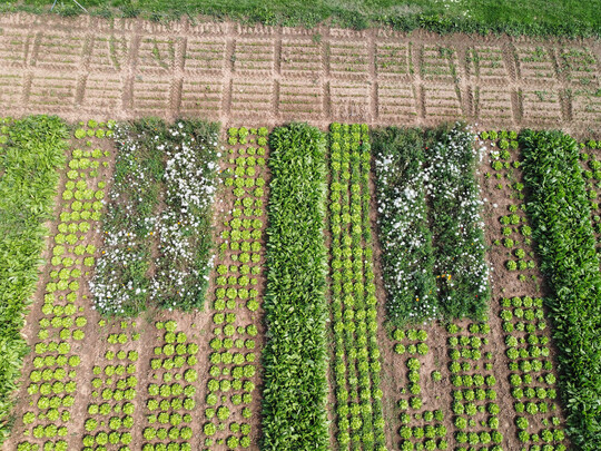 Die Nützlings-Rollwiesen in Kopfsalat locken Nützlinge an, die im Salat Blattläuse bekämpfen.