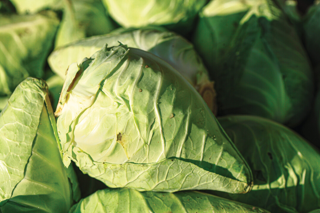 Das Besondere am Spitzkohl ist neben seinen zarten Blättern der frühe Erntezeitpunkt.