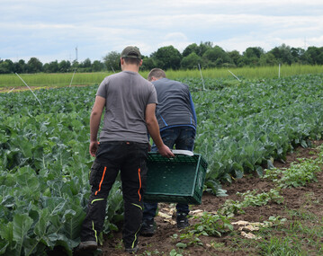 Besonders die Anzahl an Saisonarbeitskrften in der Landwirtschaft geht zurck.
