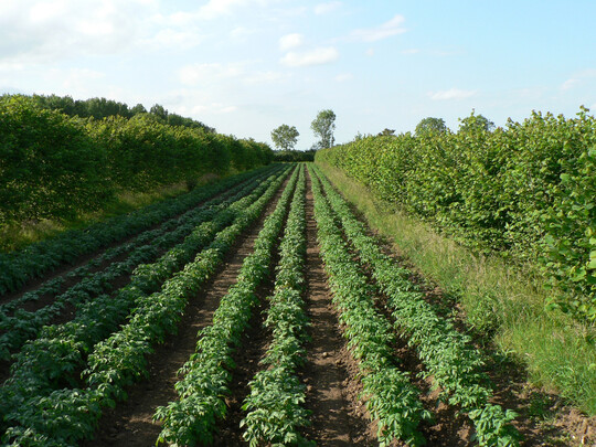 Im Rahmen des Naturpark-Agroforst-Projekts werden auf die teilnehmenden Betriebe
zugeschnittene Agroforstsysteme angelegt.