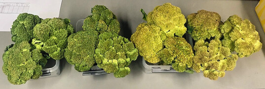 Seneszenzsymptome bei Brokkoli nach einem simulierten Transport �ber drei Tage, mit K�hlung (links) und ohne (rechts).