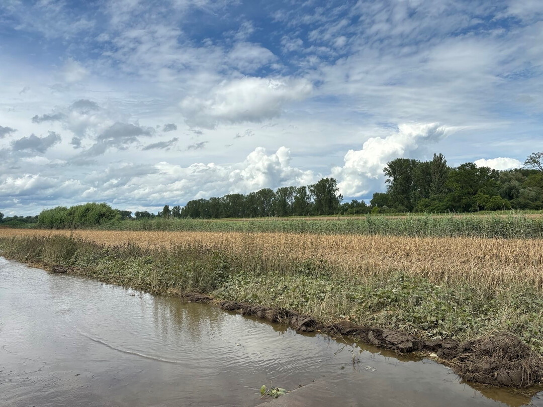 Ein Feld mit Hochwasser im Hessischen Ried.