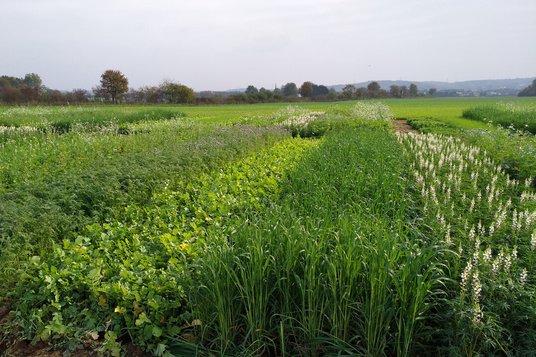 Der Zwischenfruchtversuch der „Leitbetriebe Ökologischer Landbau in NRW“ vor dem Winter.