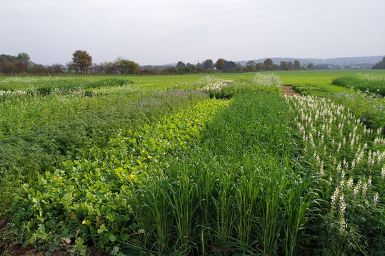 Der Zwischenfruchtversuch der „Leitbetriebe Ökologischer Landbau in NRW“ vor dem Winter.