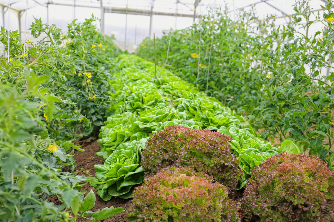Durch Low-Energy-Systeme kann bei Fruchtgemüse im kalten Folientunnel durch eine Dammkultur eine Ernteverfrühung von bis zu sechs Wochen erzielt werden.