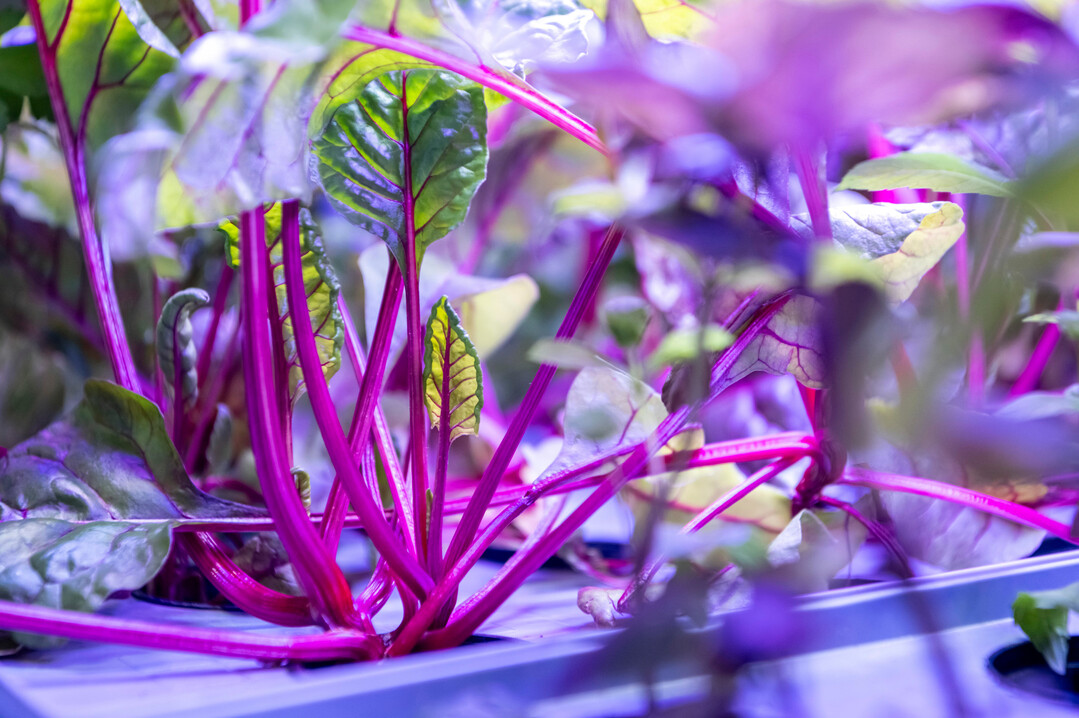 Die Messe VertiFarm findet vom 8. Oktober bis zum 10. Oktober in Dortmund statt. 