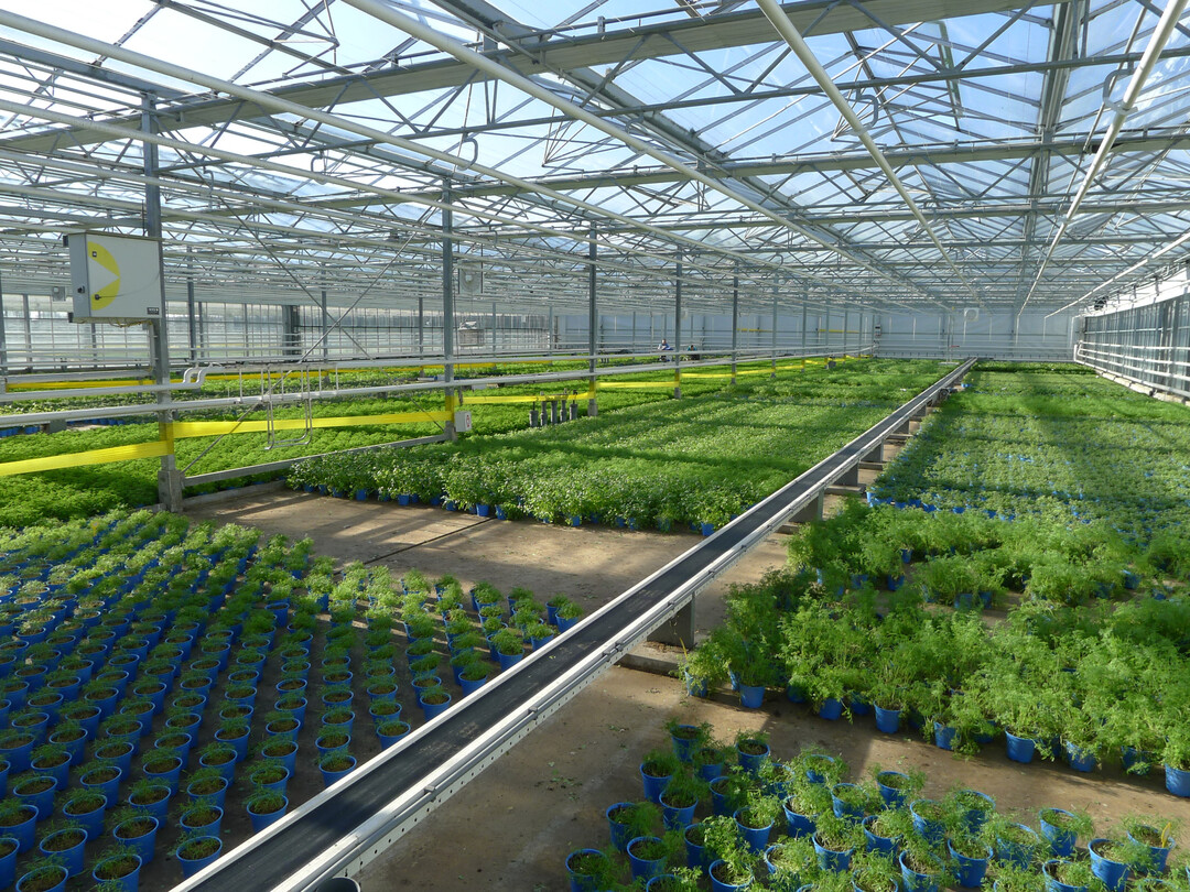 Komposte für Kultursubstrate im Erwerbsgartenbau müssen höchste Anforderungen erfüllen.