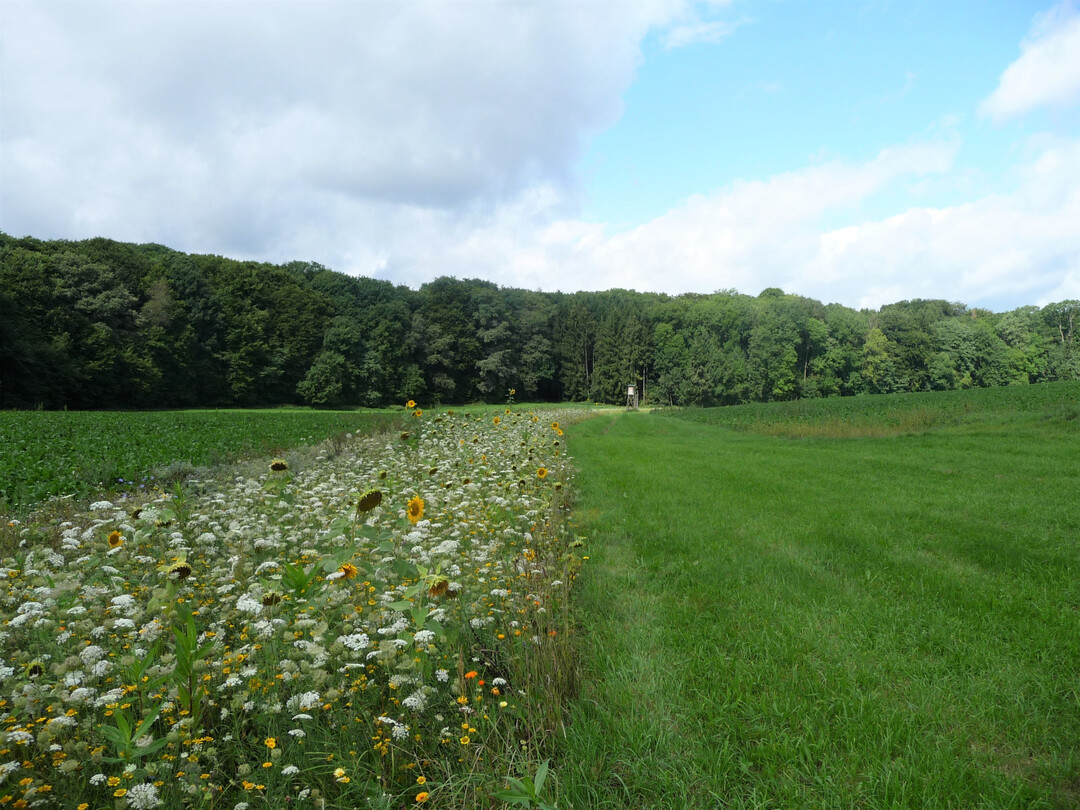 Blhstreifen in einer Agrarlandschaft.