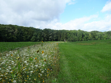 Blhstreifen in einer Agrarlandschaft.