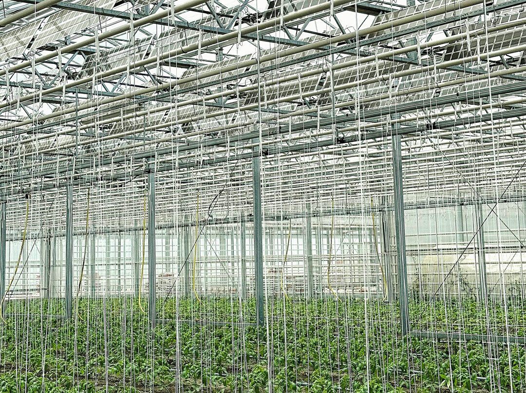 Fr das EU-Projekt Regace wird in Watzkendorf spezielle Fotovoltaiktechnik indoor im Gewchshaus getestet. 