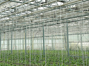 Fr das EU-Projekt Regace wird in Watzkendorf spezielle Fotovoltaiktechnik indoor im Gewchshaus getestet. 