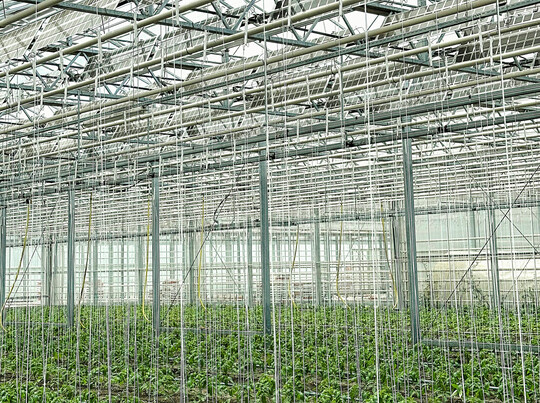 Fr das EU-Projekt Regace wird in Watzkendorf spezielle Fotovoltaiktechnik indoor im Gewchshaus getestet. 