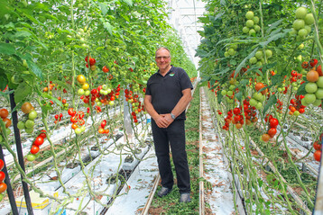 Friedrich Neber in seinem Tomaten-Gewchshaus.