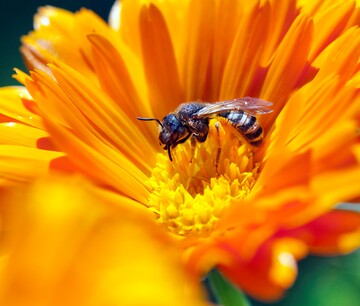 Wildbienen sind ebenfalls effiziente Bestuber.