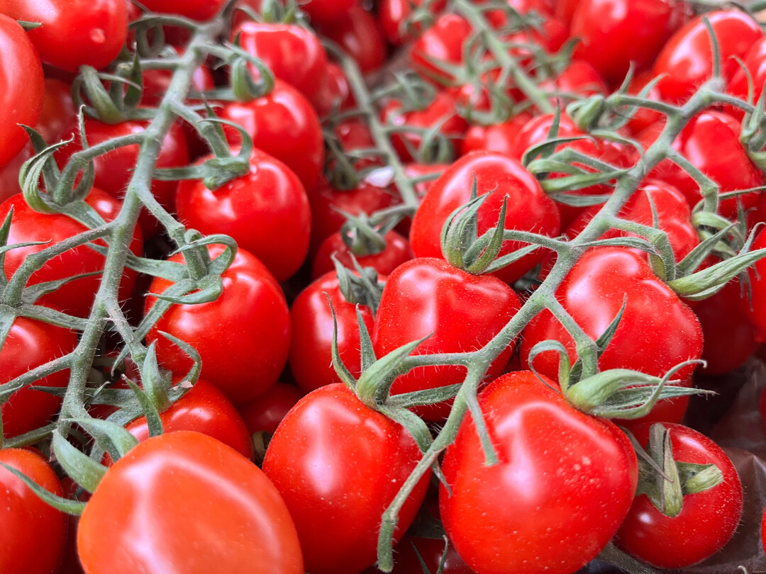 Aktuelle Forschungsarbeiten haben die mgliche Wirksamkeit einer neuen Raubmilbe bei der Bekmpfung der Tomatenrostmilbe aufgezeigt.