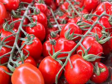 Aktuelle Forschungsarbeiten haben die mgliche Wirksamkeit einer neuen Raubmilbe bei der Bekmpfung der Tomatenrostmilbe aufgezeigt.