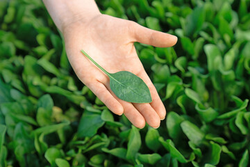 Bei den offenen Tagen der Gemsezchter in den Niederlanden stellen die Unternehmen ihre neuen Gemsesorten vor. Wie zum Beispiel Syngenta die Spinatsorte El Waka.