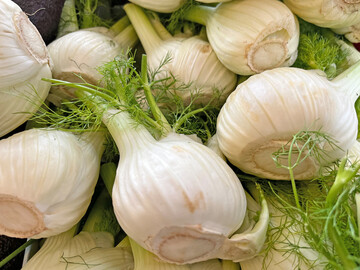 Knollenfenchel trifft nicht jedermanns Geschmack, ist aber durch Importe in Deutschland ganzjhrig zu kaufen.