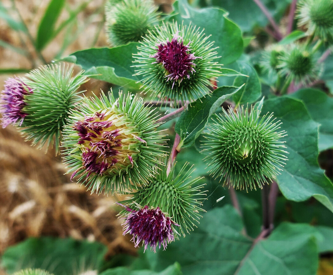 Die Bltenkrbchen der Groen Klette mit den typischen Widerhaken.