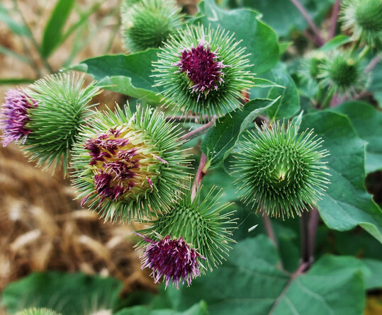 Die Bltenkrbchen der Groen Klette mit den typischen Widerhaken.
