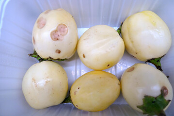 Durch 
<i>Colletotrichum nymphaeae</i>
 geschdigte Auberginen.