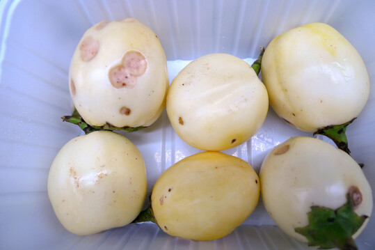 Durch 
<i>Colletotrichum nymphaeae</i>
 geschdigte Auberginen.
